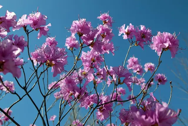 5 idées de cadeaux pour un papa passionné de jardinage