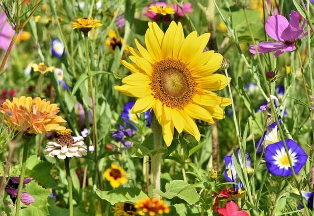 Comment choisir le cadeau idéal pour un papa amateur de jardinage