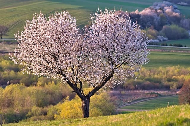 Les 10 meilleures idées de cadeaux pour un papa amoureux de la nature